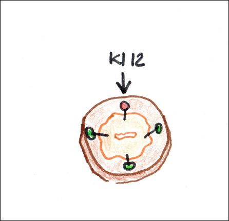 Schematisk bild konpreparat